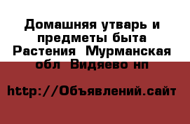 Домашняя утварь и предметы быта Растения. Мурманская обл.,Видяево нп